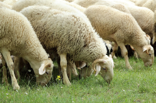 Un gregge di pecore per ripulire il parco del Tanaro